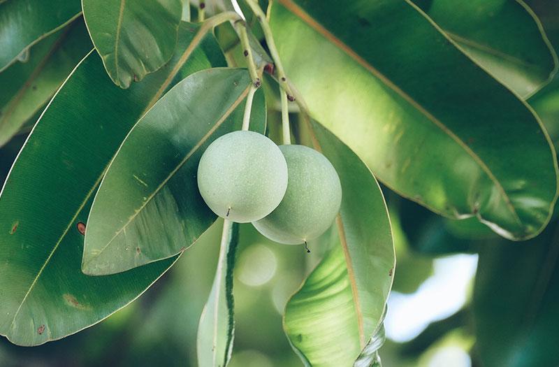 Cây cảnh cụt và công dụng trong mẹo dân gian trị sa tử cung